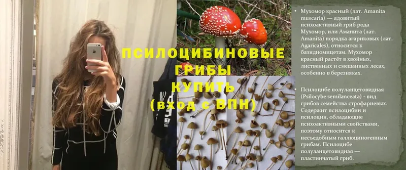 цены наркотик  Подольск  Псилоцибиновые грибы MAGIC MUSHROOMS 